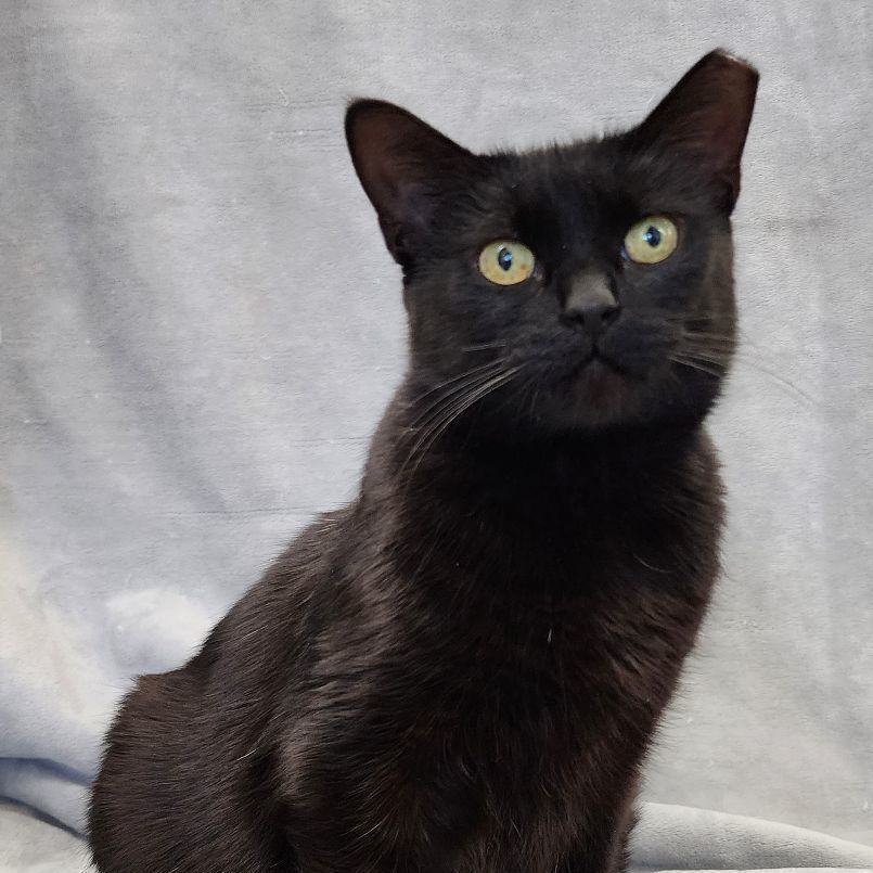 Enlarge Elvira SB 1021, a Adoptable Domestic Medium Hair in West Bloomfield, MI image 5/6