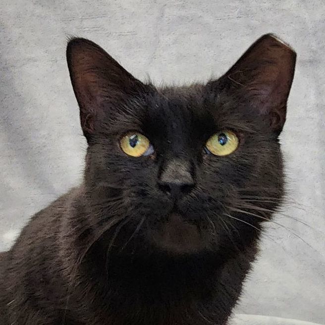 Elvira SB 1021, Adoptable, Adult Female Domestic Medium Hair.