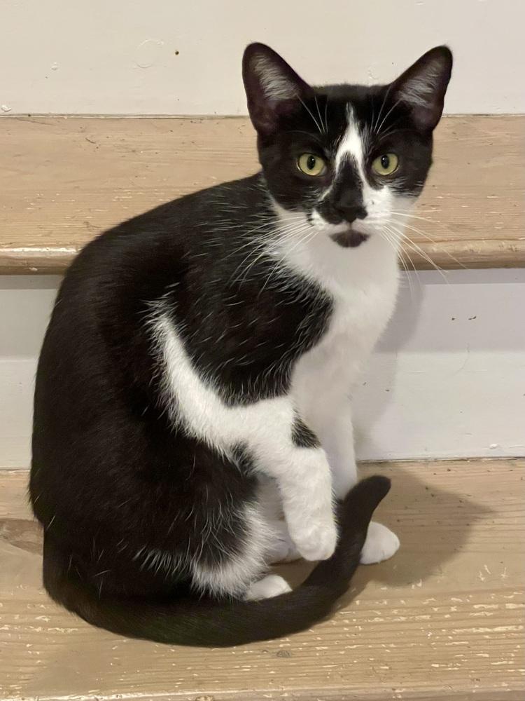 Twinky — thumbnail 2