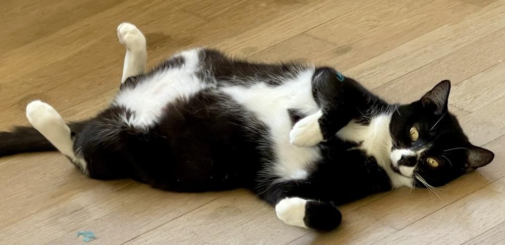 Twinky — thumbnail 3