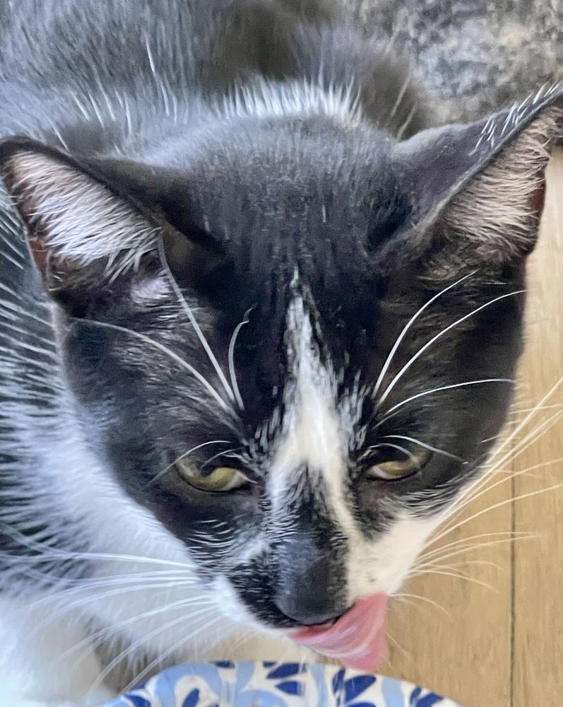 Twinky — thumbnail 4