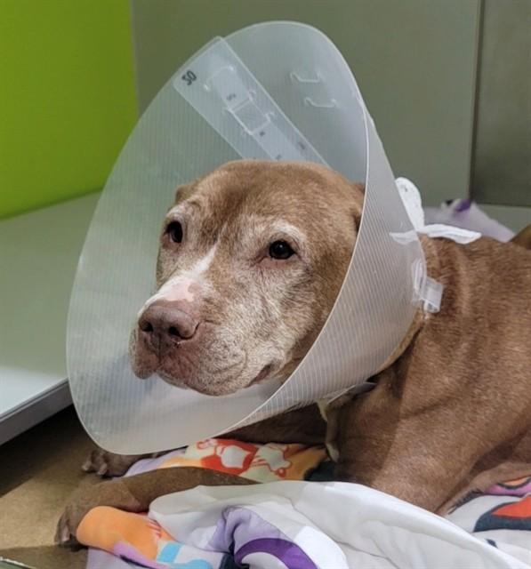 MAPLE, Adoptable, Senior Female Pit Bull Terrier & Mixed Breed.