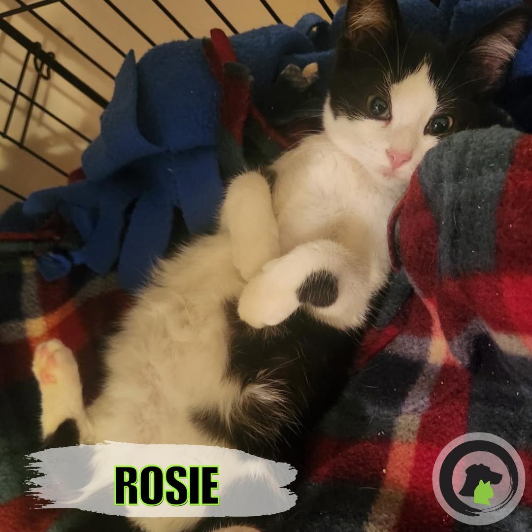 Enlarge Rosie, a ADOPTABLE Domestic Short Hair in La Grange, KY image 1/1