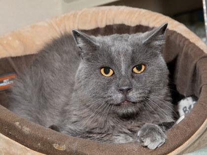 Enlarge Wren, a Adoptable mixed breed in Longmont, CO image 1/2