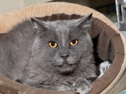Enlarge Wren, a Adoptable mixed breed in Longmont, CO image 2/2