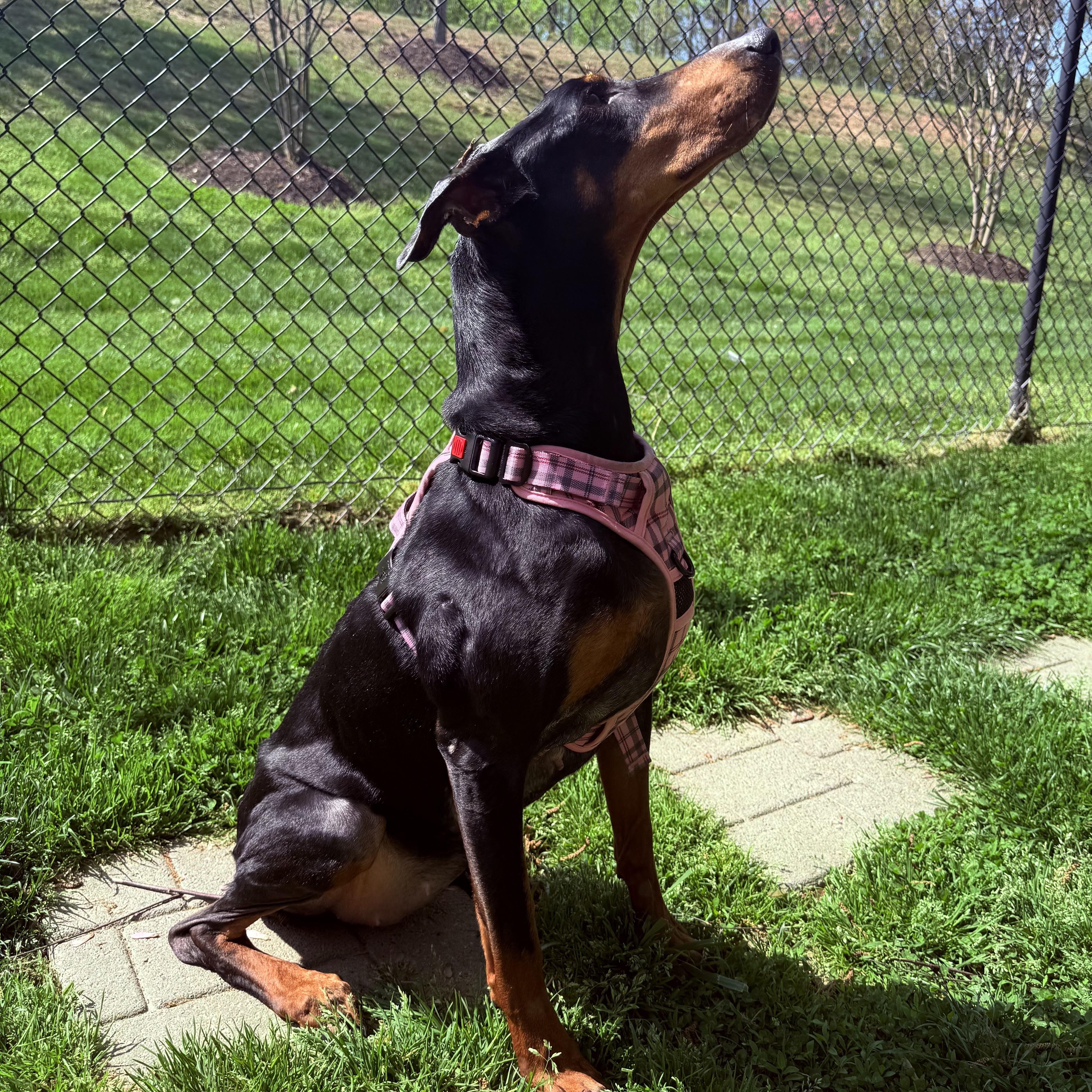 Enlarge Penny, a ADOPTABLE Doberman Pinscher in Fairfax Station, VA image 3/3