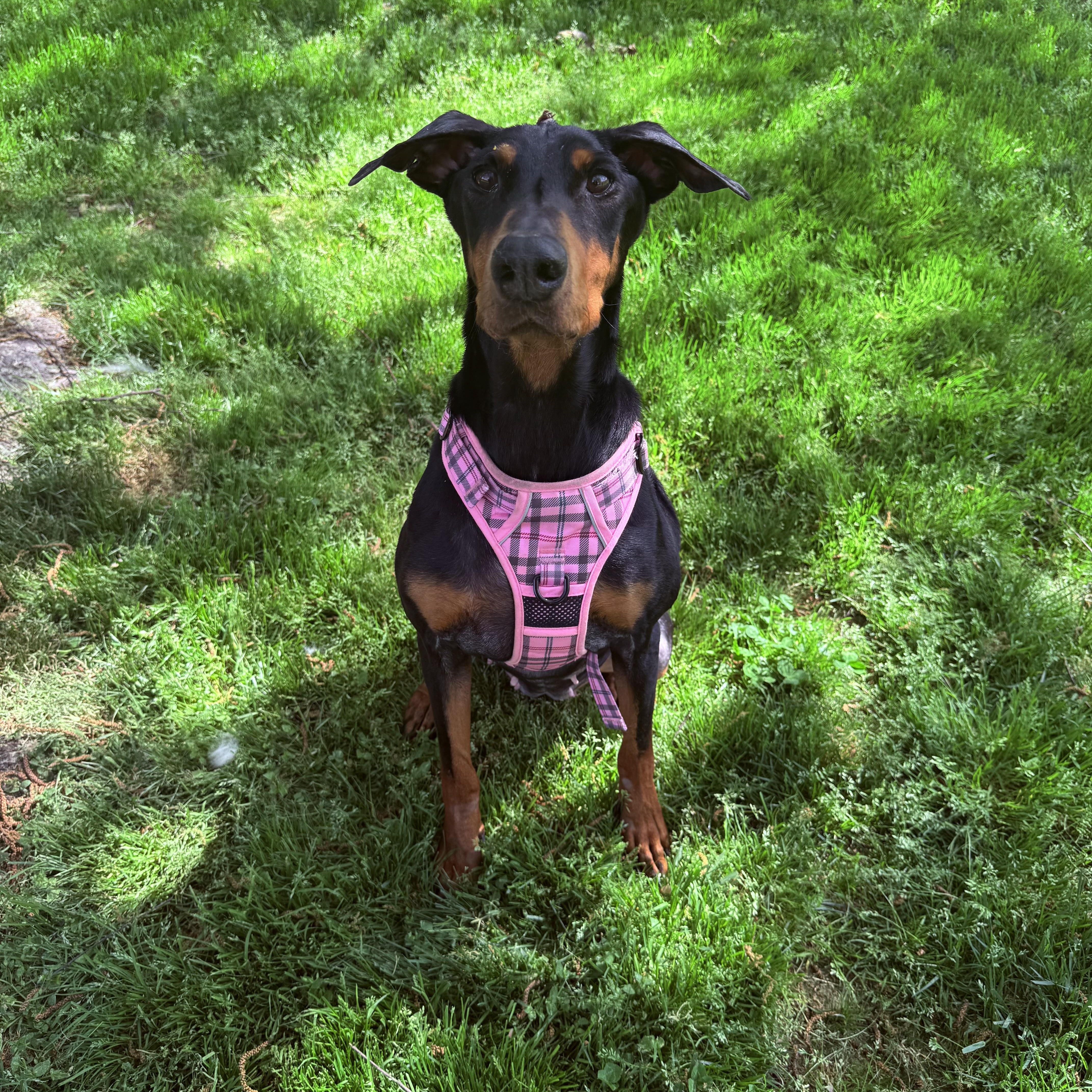 Penny, ADOPTABLE, Adult Female Doberman Pinscher.