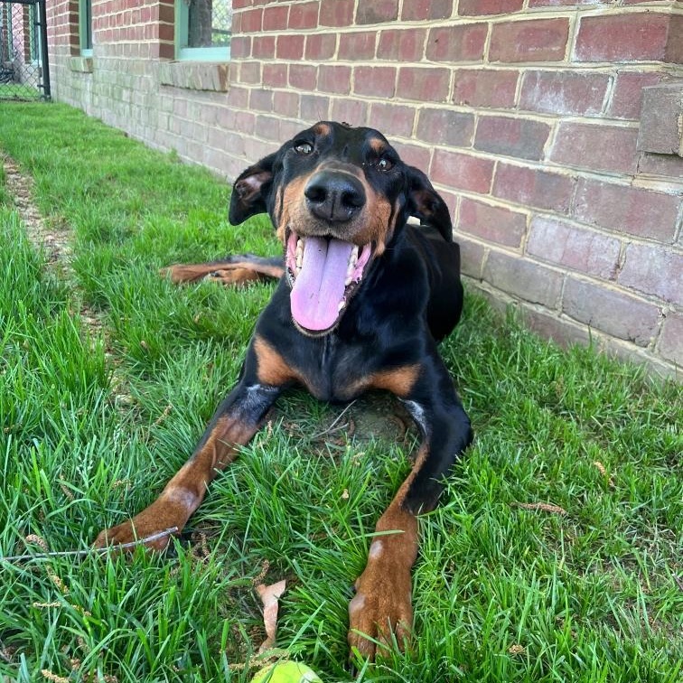 Enlarge Penny, a ADOPTABLE Doberman Pinscher in Fairfax Station, VA image 2/3