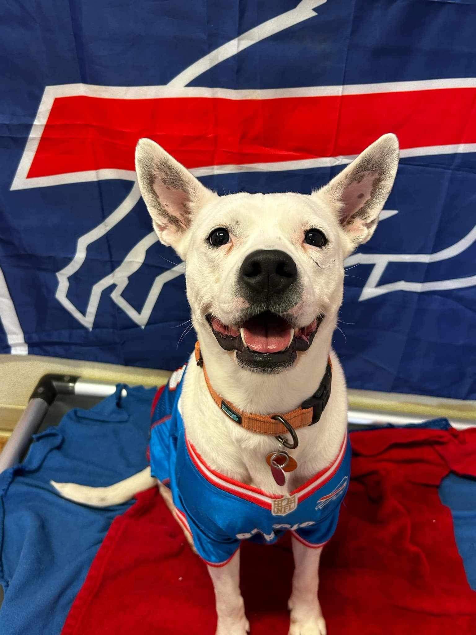 Enlarge Sky, a Adoptable mixed breed in North Collins, NY image 1/3