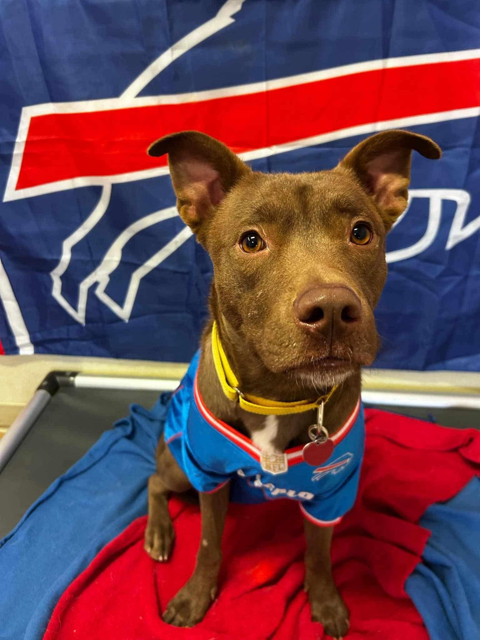 Enlarge Sky, a Adoptable mixed breed in North Collins, NY image 3/3