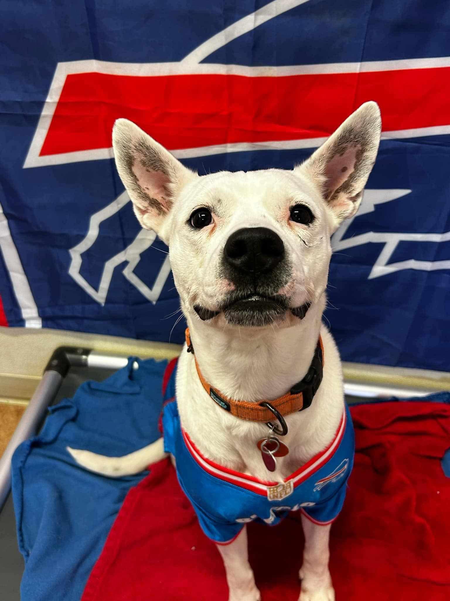 Enlarge Sky, a Adoptable mixed breed in North Collins, NY image 2/3