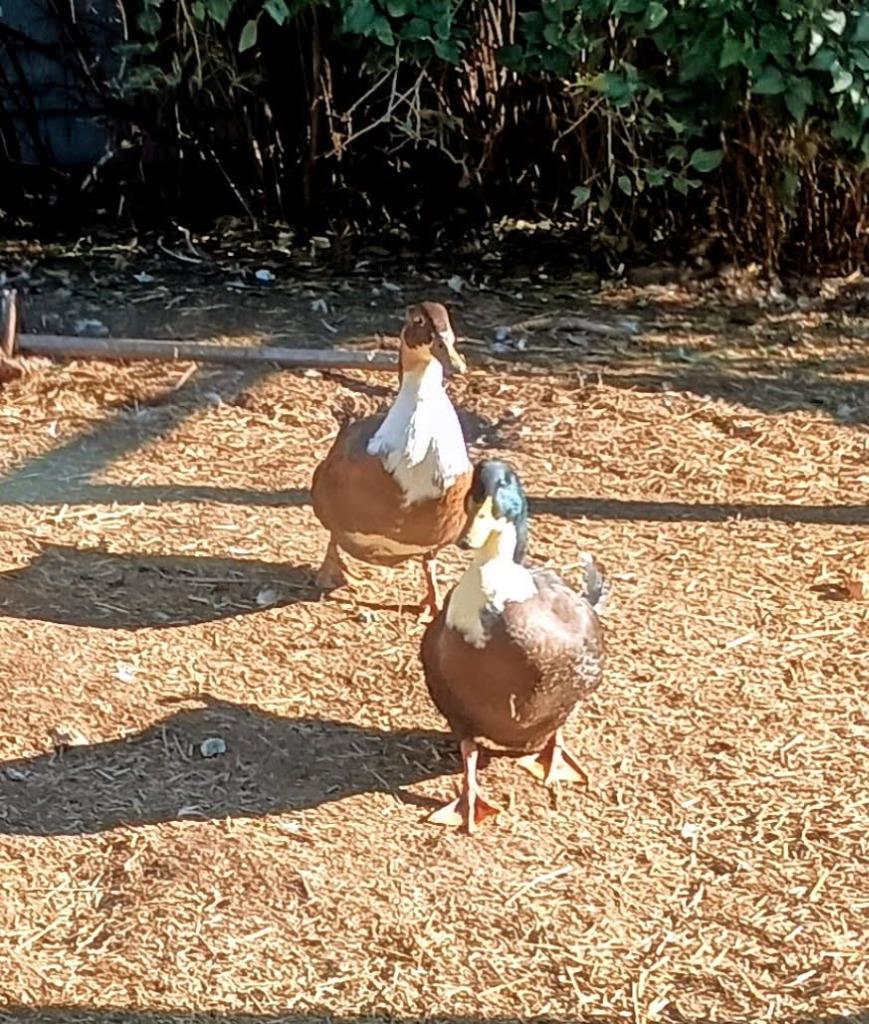 Redwood / Maple, Adoptable, Young Male Duck.