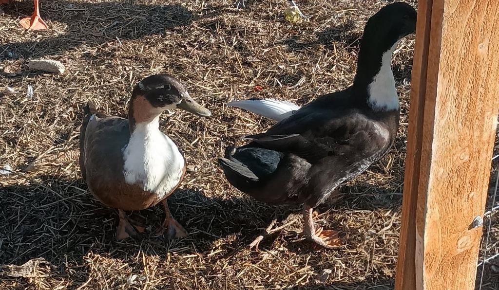 Enlarge Redwood / Maple, a Adoptable Duck in Eagle Mountain, UT image 2/2