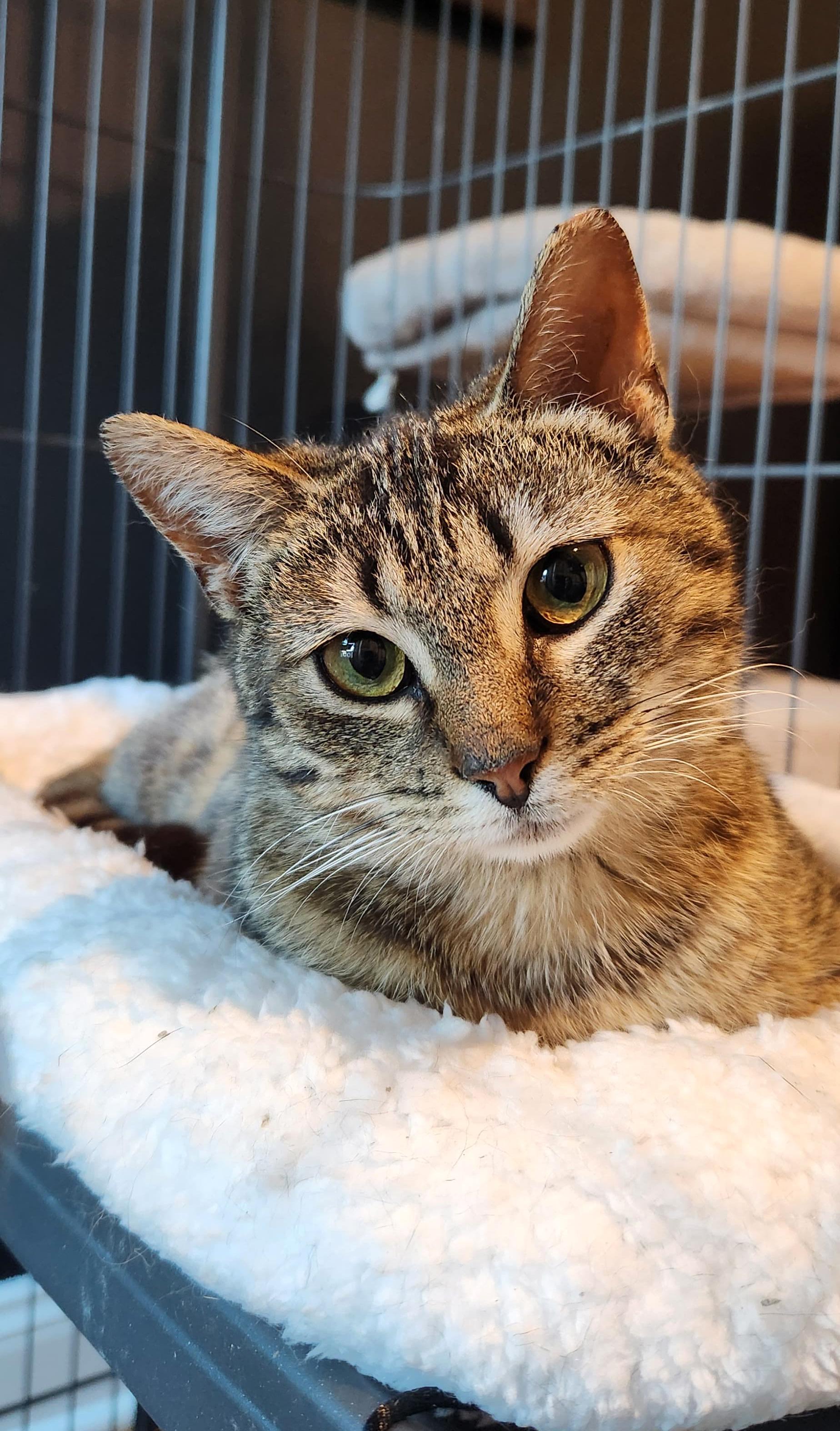Samosa, ADOPTABLE, Young Female American Shorthair.