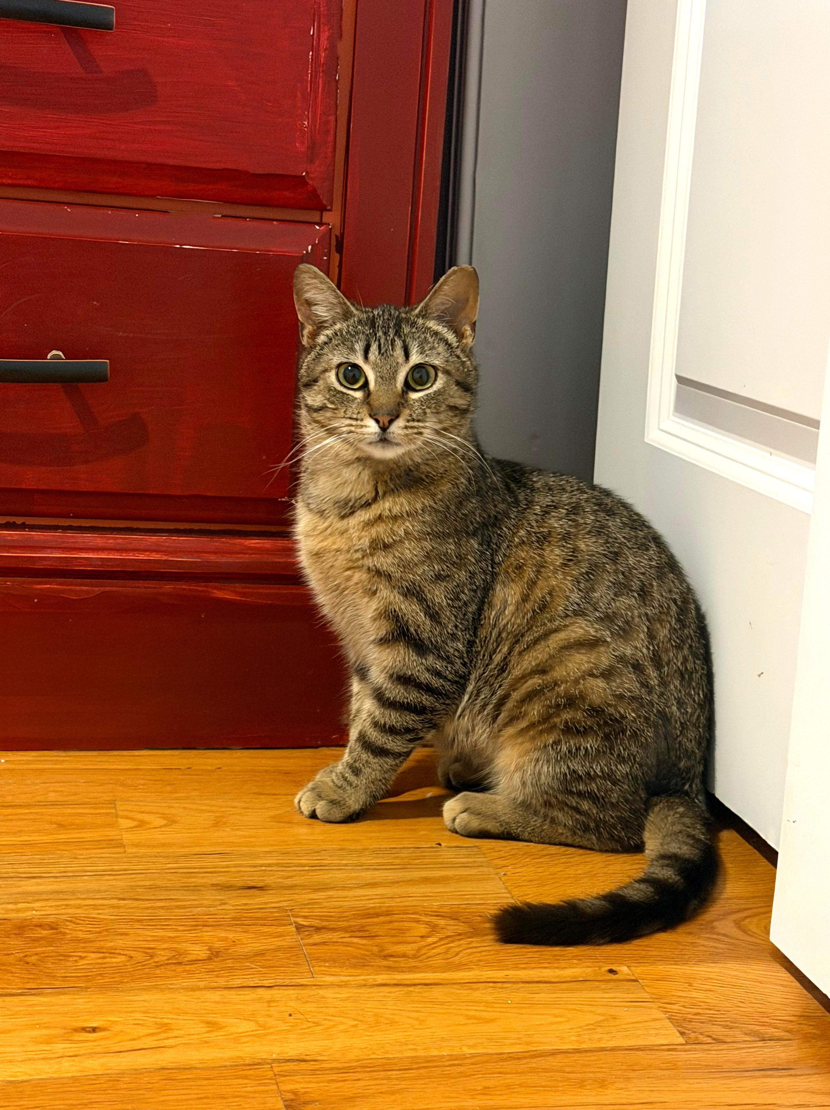 Enlarge Samosa, a ADOPTABLE American Shorthair in Highland Park, NJ image 3/3