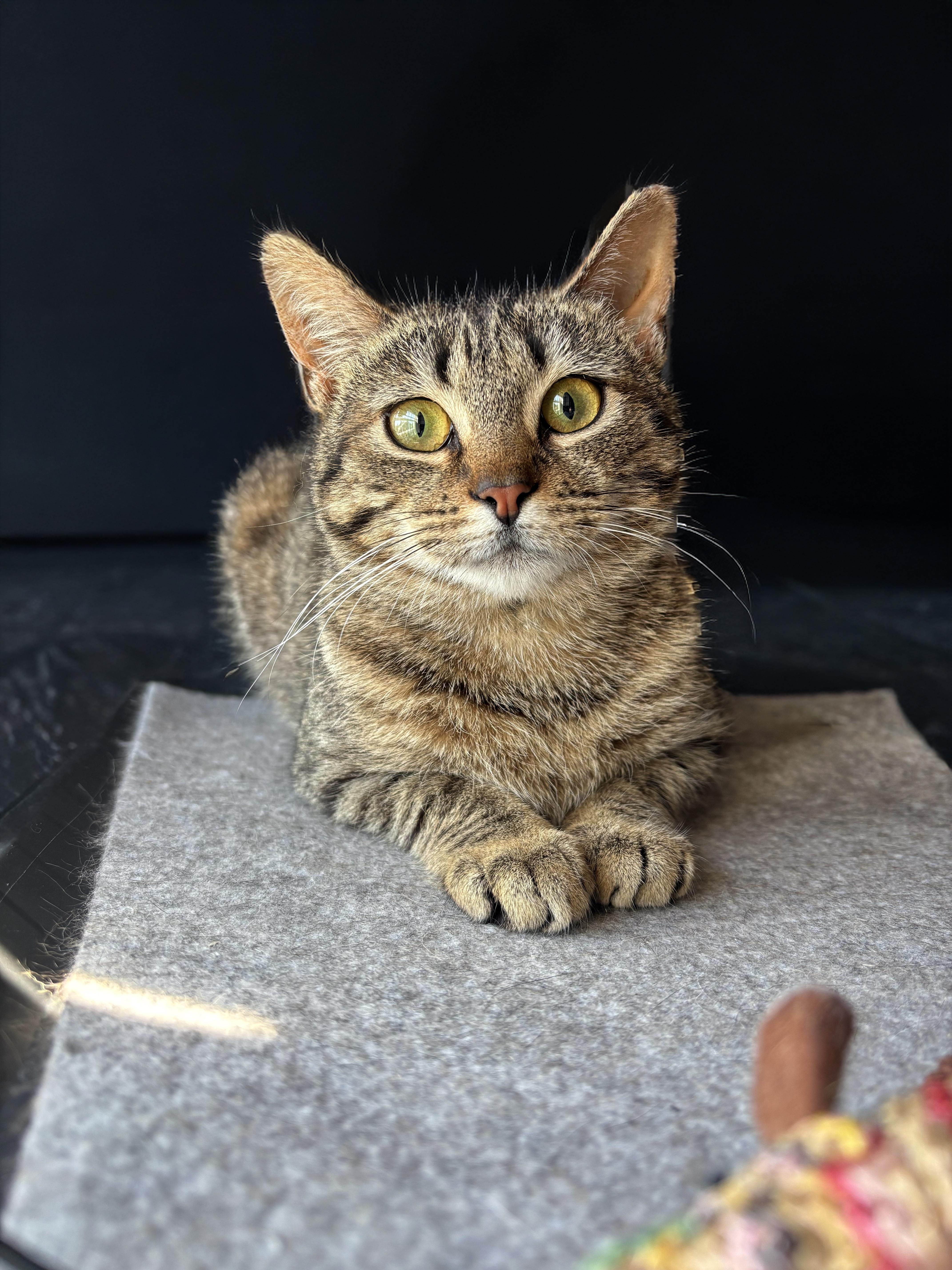 Enlarge Samosa, a ADOPTABLE American Shorthair in Highland Park, NJ image 2/3