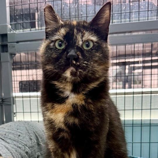 Enlarge Ragamuffin, a Adoptable Domestic Short Hair in Redwood Valley, CA image 1/6