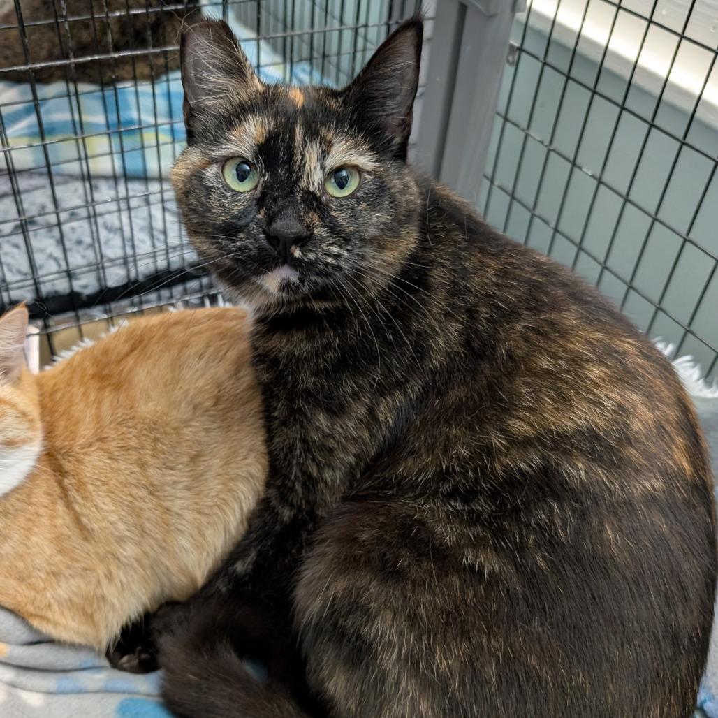 Enlarge Ragamuffin, a Adoptable Domestic Short Hair in Redwood Valley, CA image 2/6