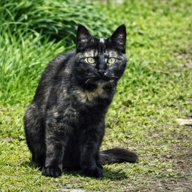 Enlarge Ragamuffin, a Adoptable Domestic Short Hair in Redwood Valley, CA image 2/6