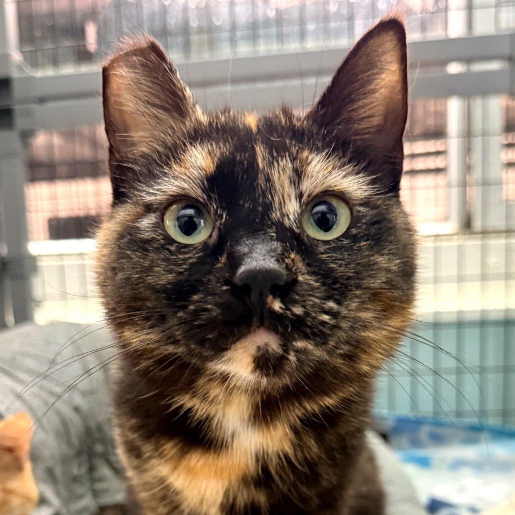 Enlarge Ragamuffin, a Adoptable Domestic Short Hair in Redwood Valley, CA image 3/6