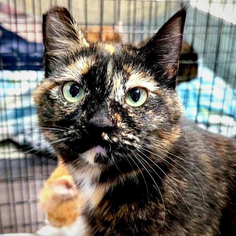 Enlarge Ragamuffin, a Adoptable Domestic Short Hair in Redwood Valley, CA image 4/6