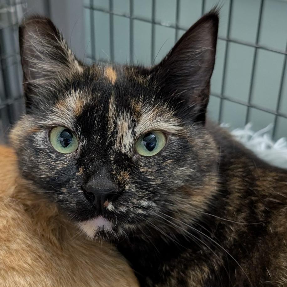 Enlarge Ragamuffin, a Adoptable Domestic Short Hair in Redwood Valley, CA image 5/6