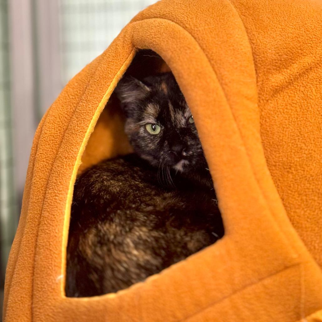Enlarge Ragamuffin, a Adoptable Domestic Short Hair in Redwood Valley, CA image 6/6