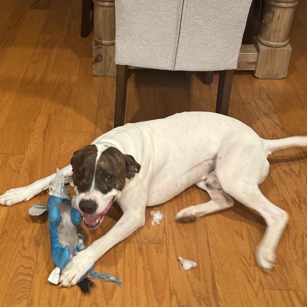 Sunny, Adoptable, Adult Male American Bulldog & Boxer.