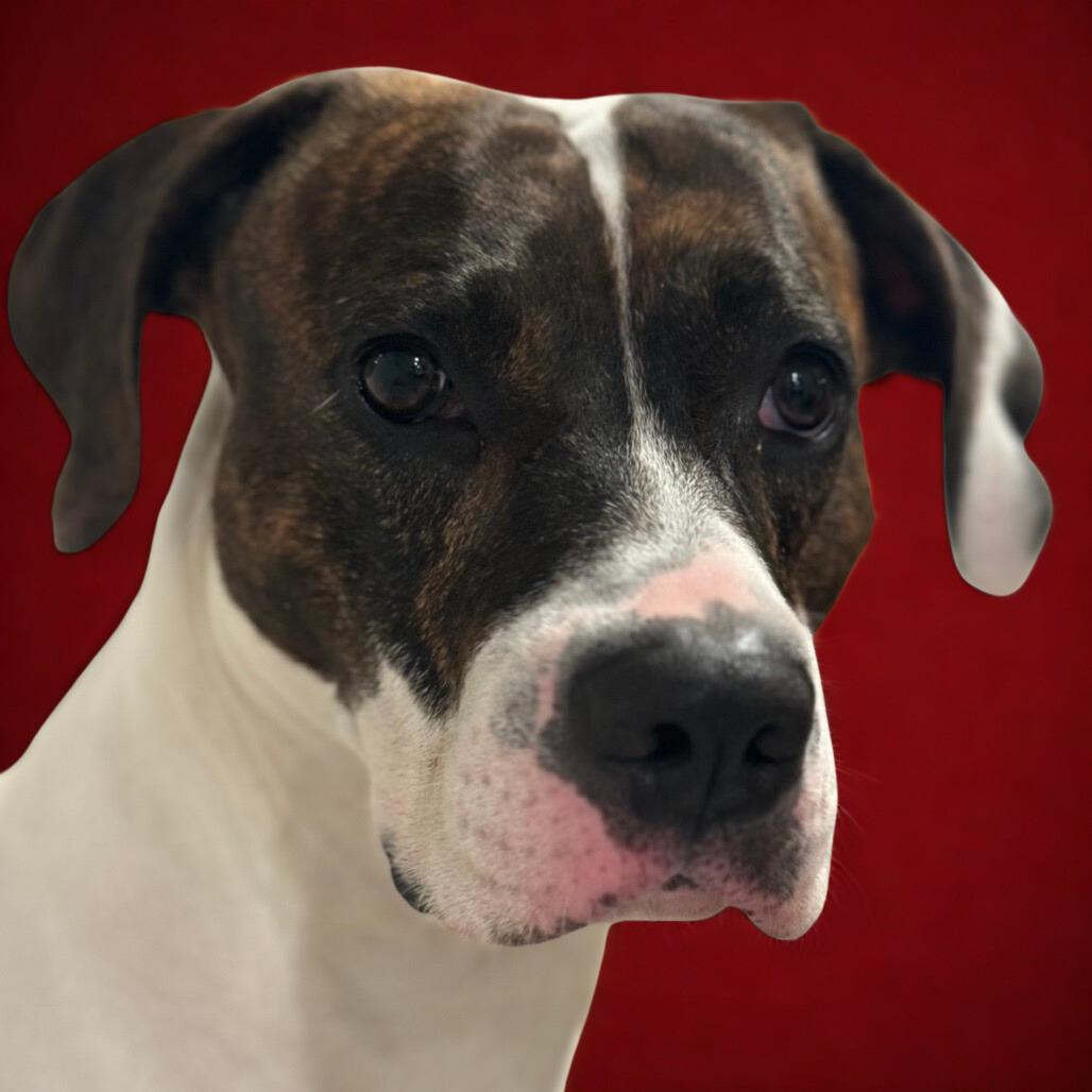 Enlarge Sunny, a Adoptable mixed breed in Bessemer, AL image 2/6