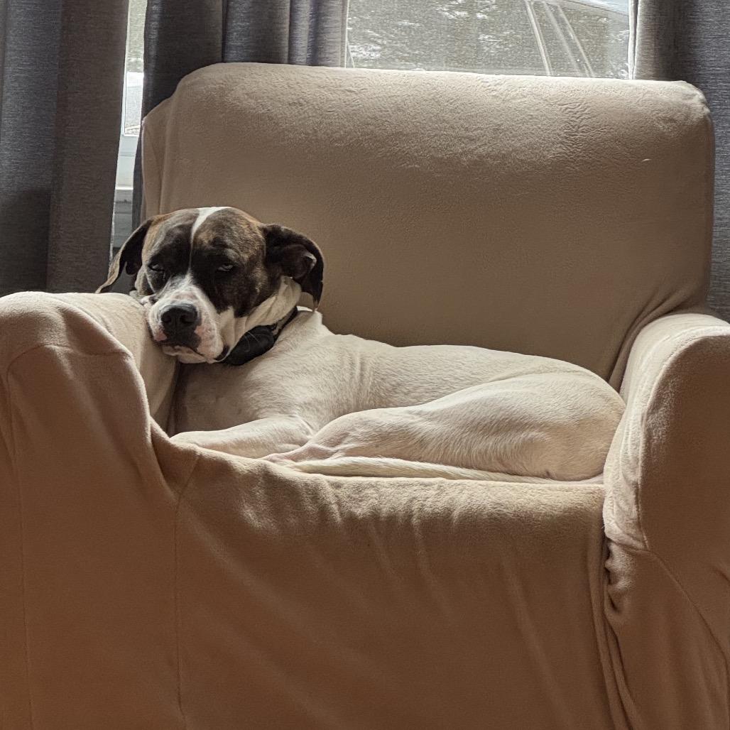 Enlarge Sunny, a Adoptable mixed breed in Bessemer, AL image 3/6