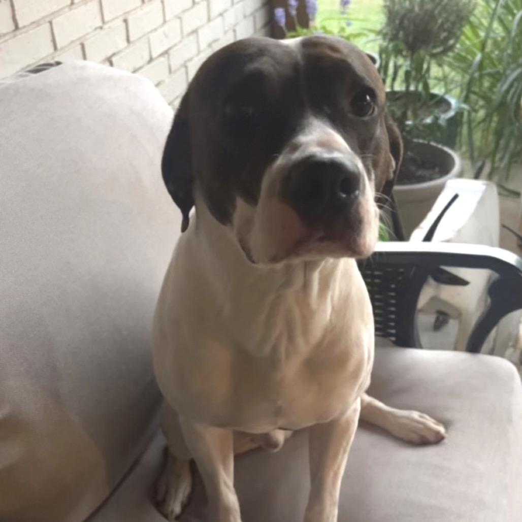 Enlarge Sunny, a Adoptable mixed breed in Bessemer, AL image 4/6