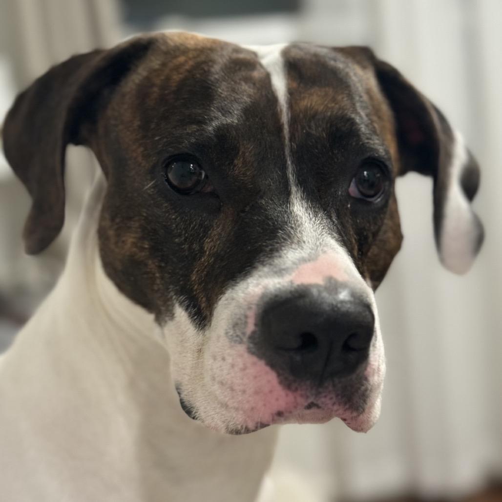 Enlarge Sunny, a Adoptable mixed breed in Bessemer, AL image 5/6