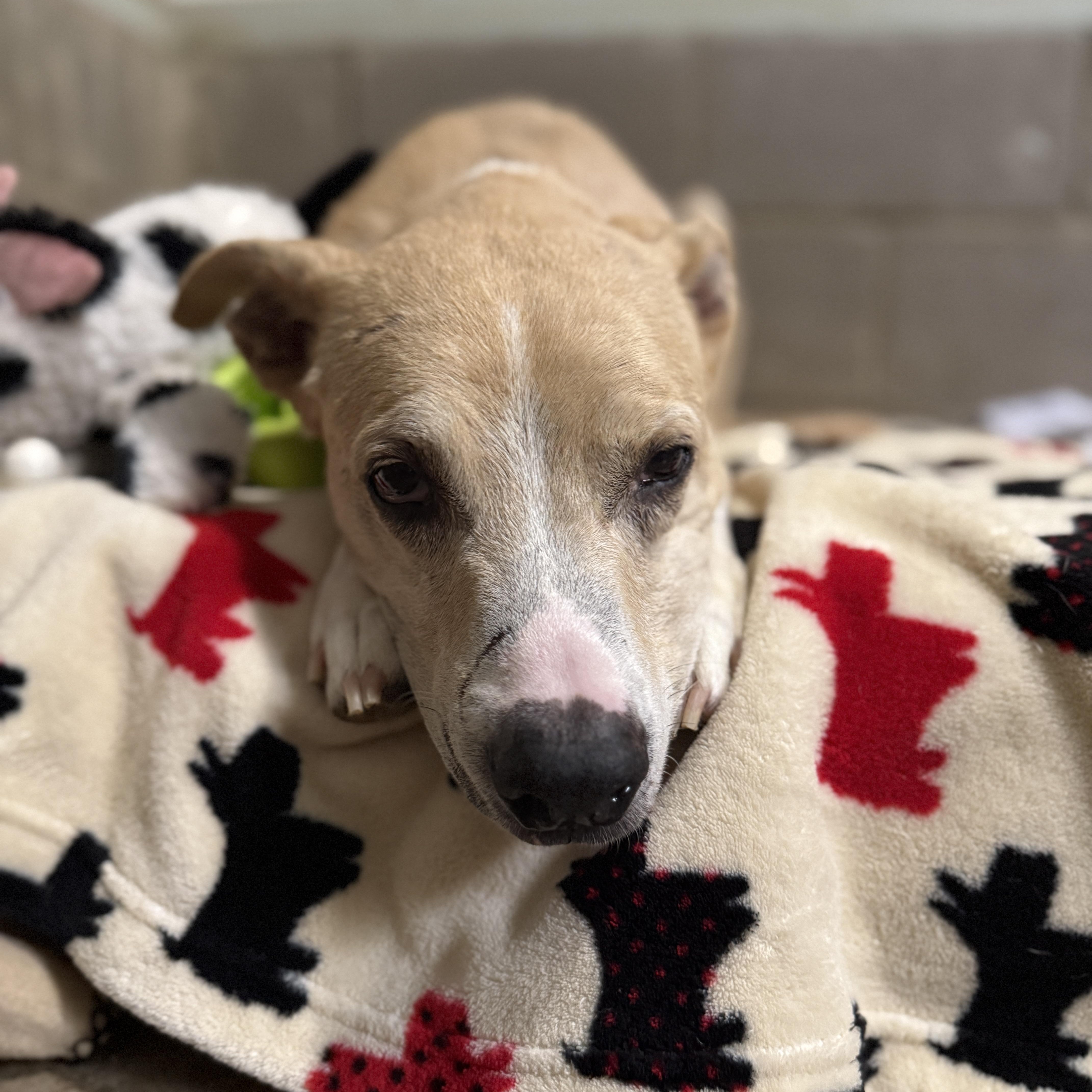 Enlarge Scotty, a ADOPTABLE mixed breed in Bulverde, TX image 4/4