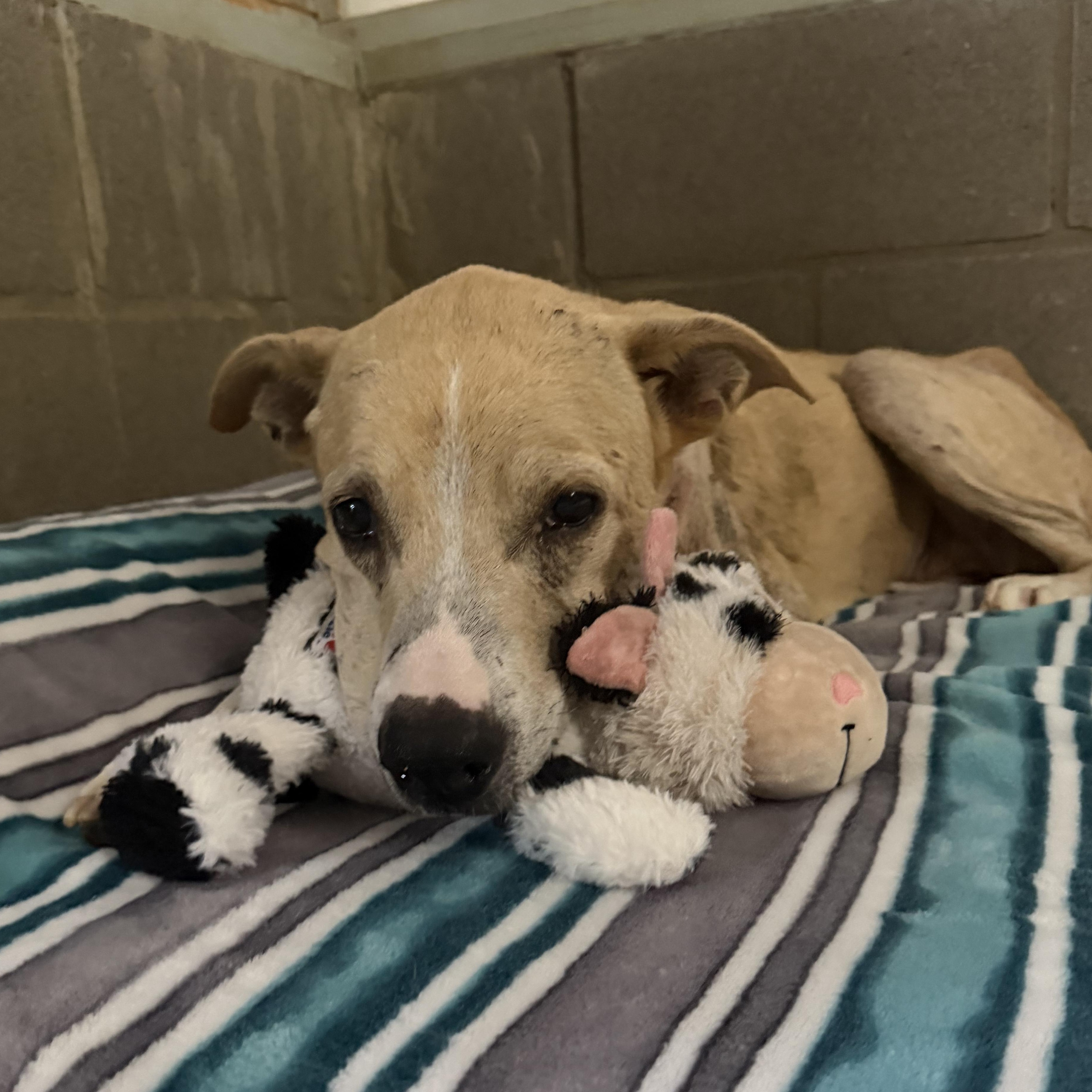 Scotty, ADOPTABLE, Senior Male Retriever.