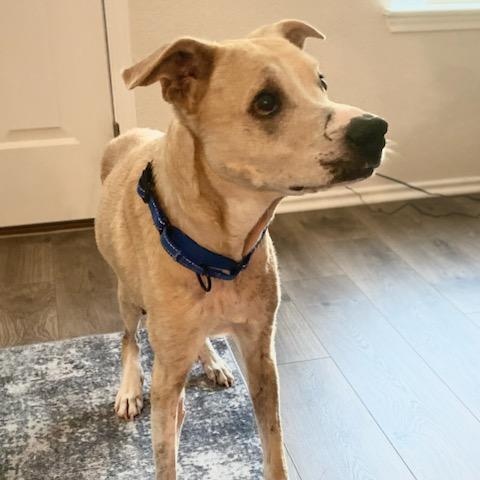 Enlarge Scotty, a ADOPTABLE mixed breed in Bulverde, TX image 2/4