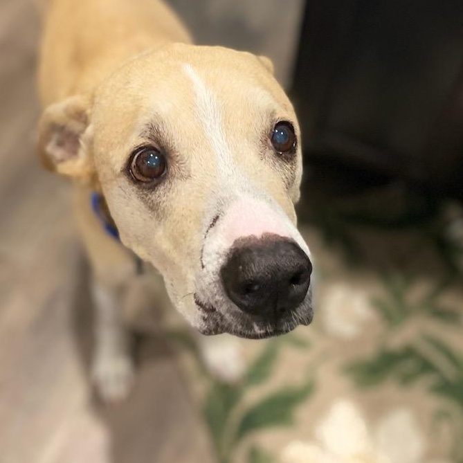 Enlarge Scotty, a ADOPTABLE mixed breed in Bulverde, TX image 3/4