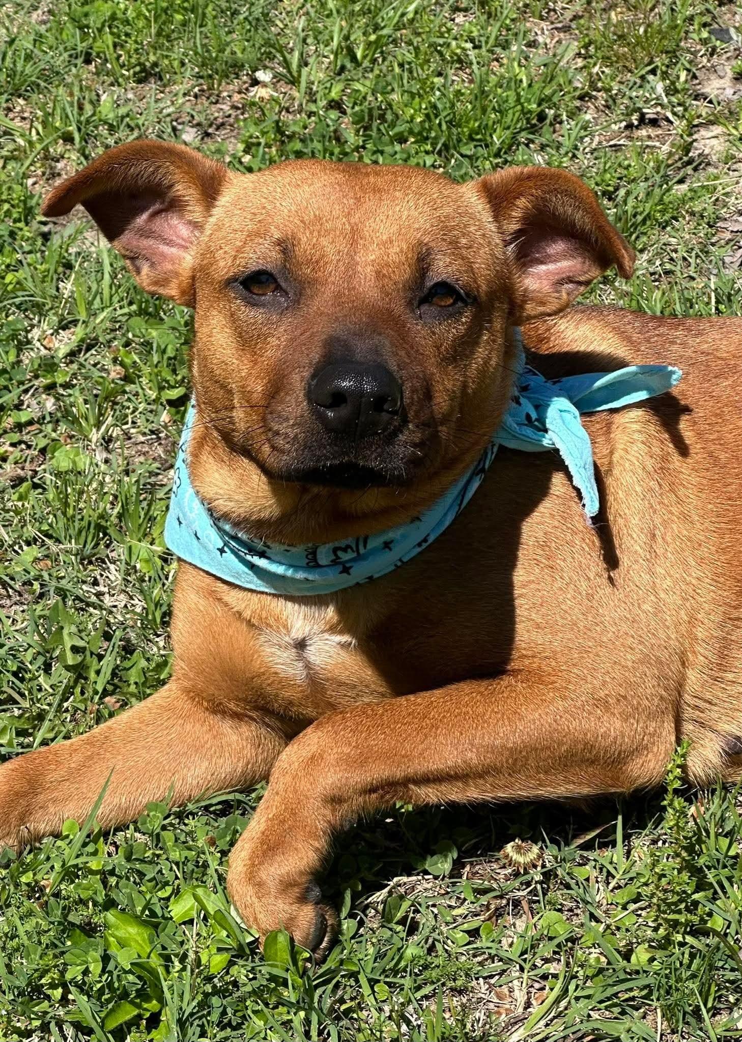 Enlarge TJ, a Adoptable mixed breed in Olympia, WA image 2/6
