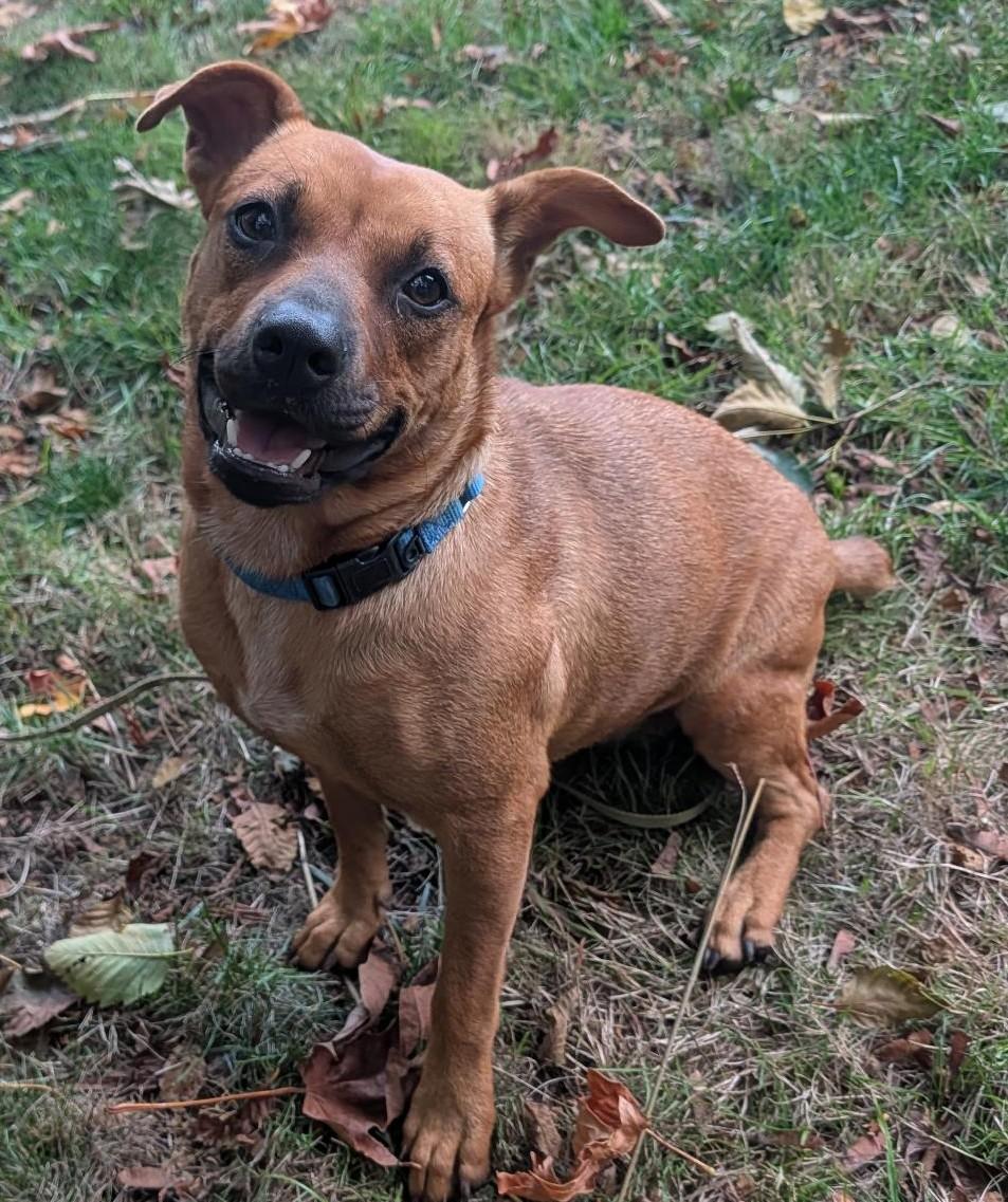 Enlarge TJ, a Adoptable mixed breed in Olympia, WA image 1/6
