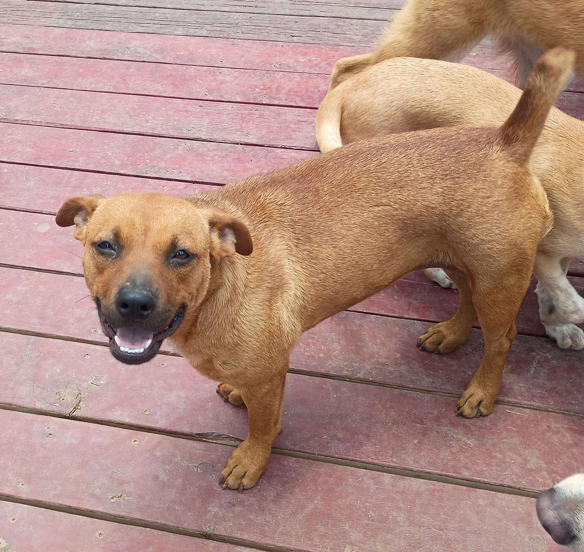 Enlarge TJ, a Adoptable mixed breed in Olympia, WA image 3/6