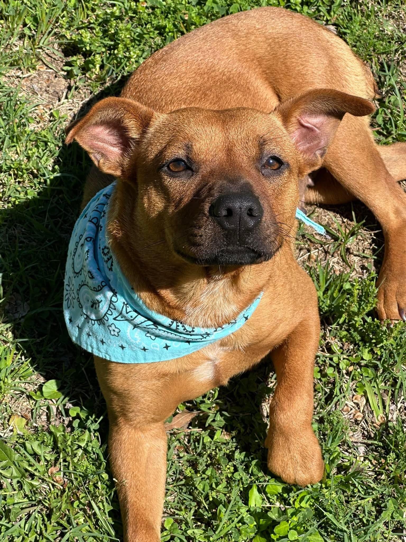 Enlarge TJ, a Adoptable mixed breed in Olympia, WA image 5/6