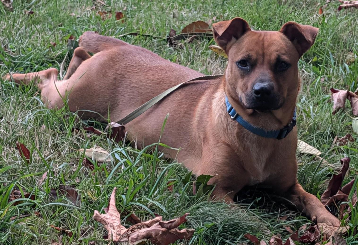 Enlarge TJ, a Adoptable mixed breed in Olympia, WA image 4/6