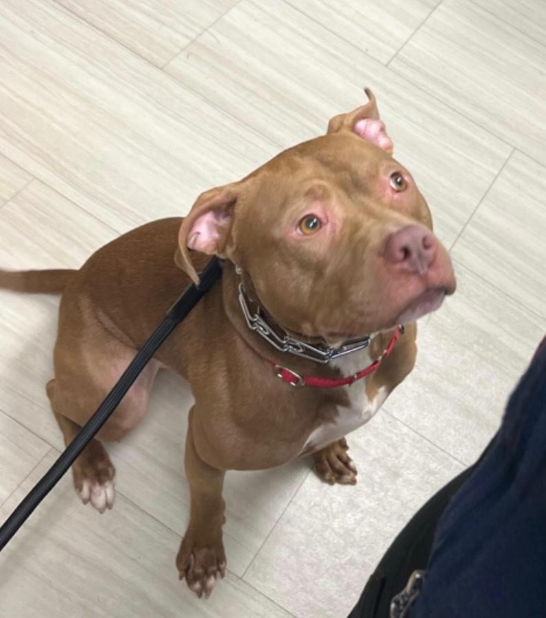 Enlarge Finn, a Adoptable mixed breed in Pembroke, MA image 3/4