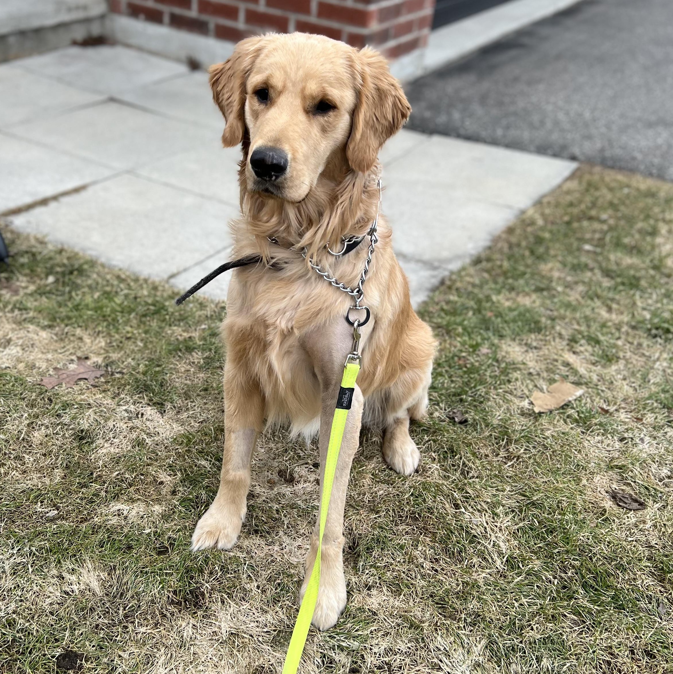 Enlarge Bandit, a ADOPTABLE Golden Retriever in Scarborough, ON image 4/6