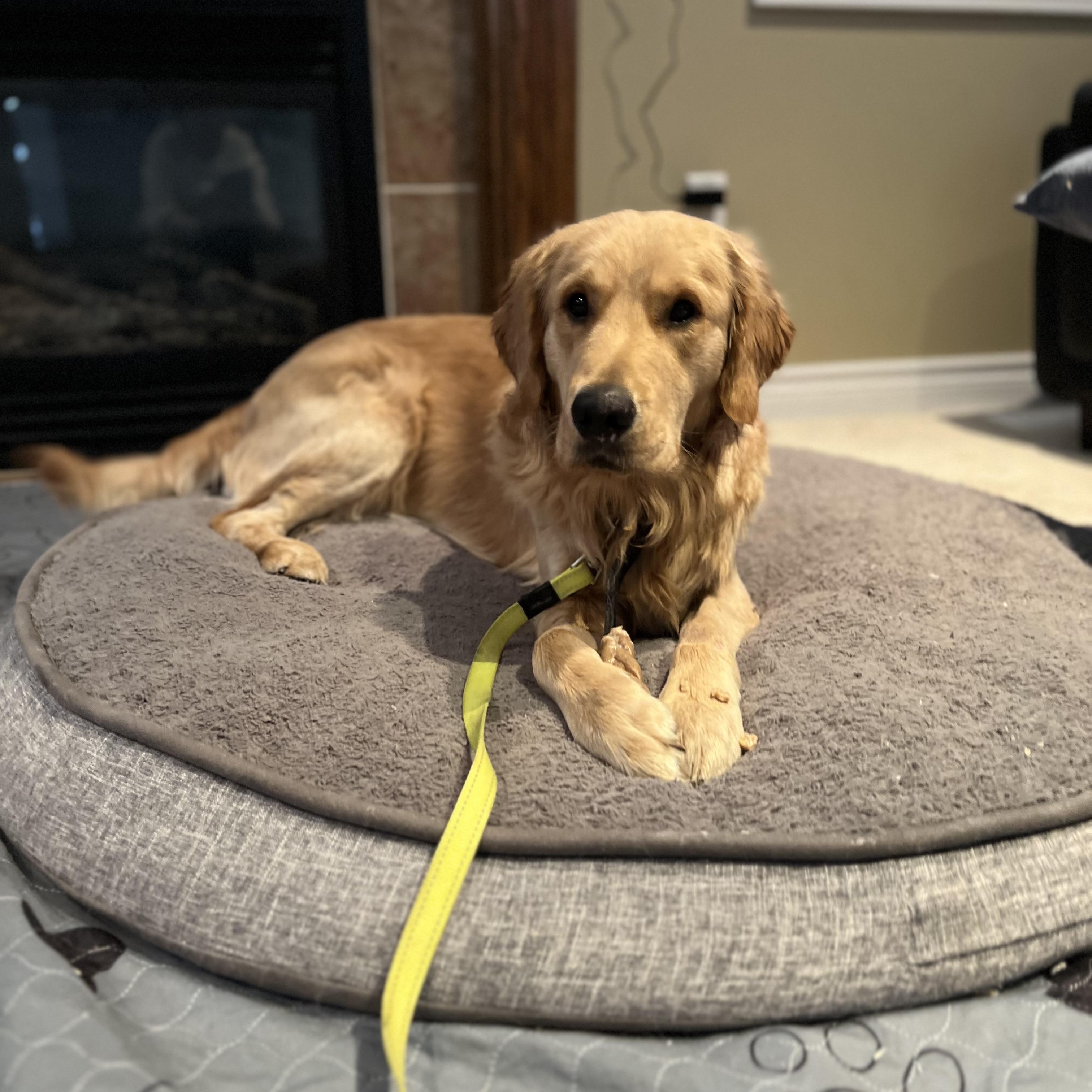 Enlarge Bandit, a ADOPTABLE Golden Retriever in Scarborough, ON image 5/6