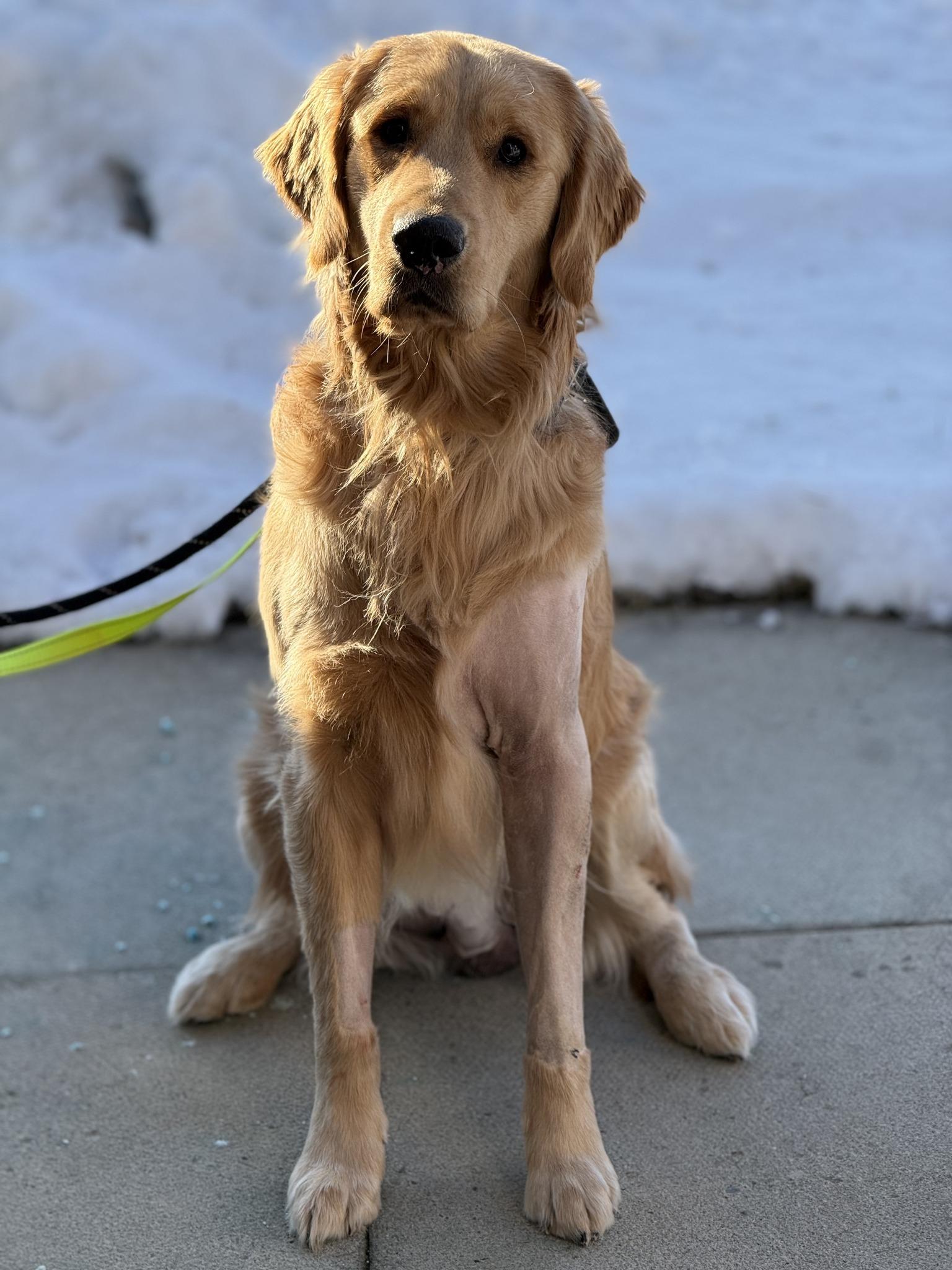 Enlarge Bandit, a ADOPTABLE Golden Retriever in Scarborough, ON image 3/6