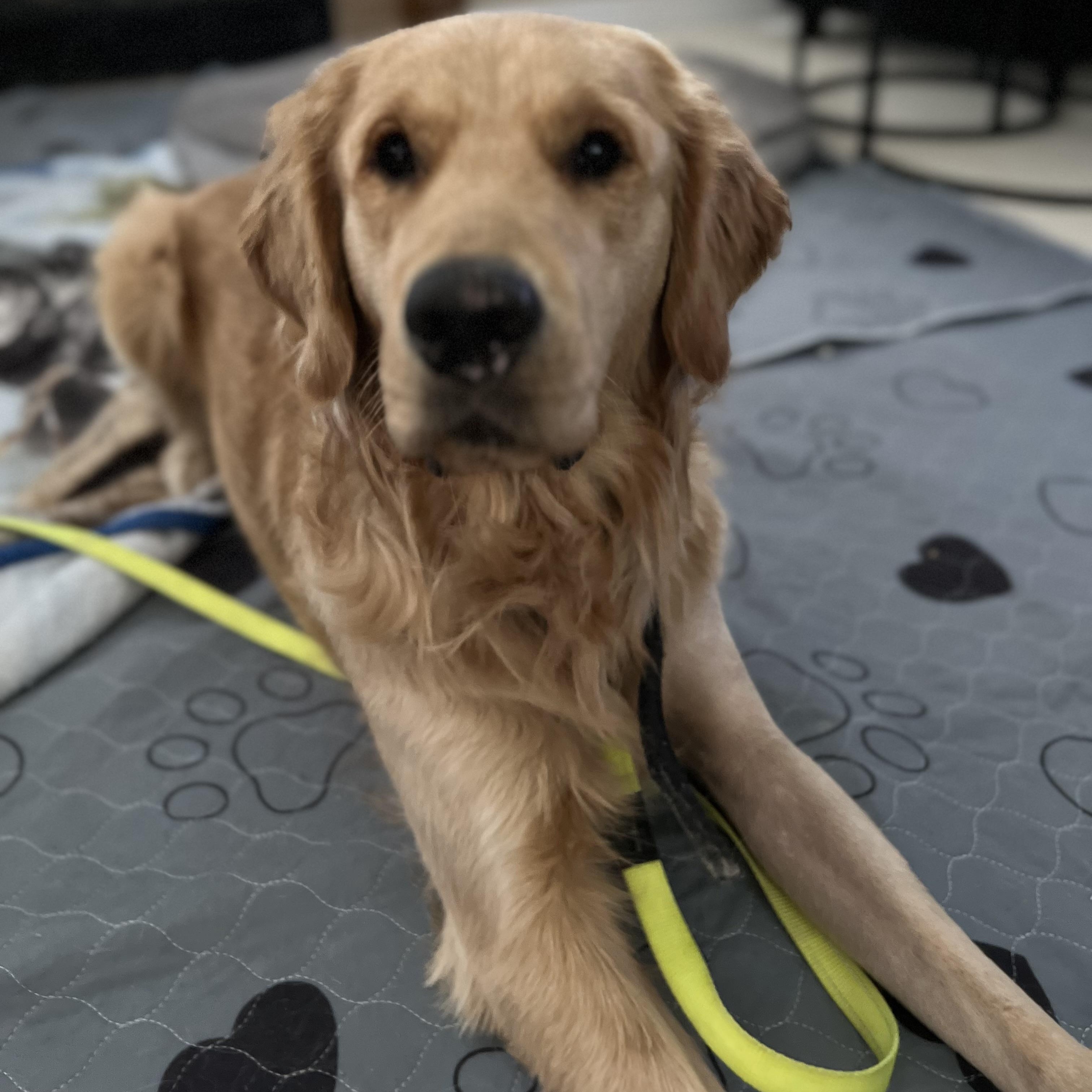 Enlarge Bandit, a ADOPTABLE Golden Retriever in Scarborough, ON image 2/6