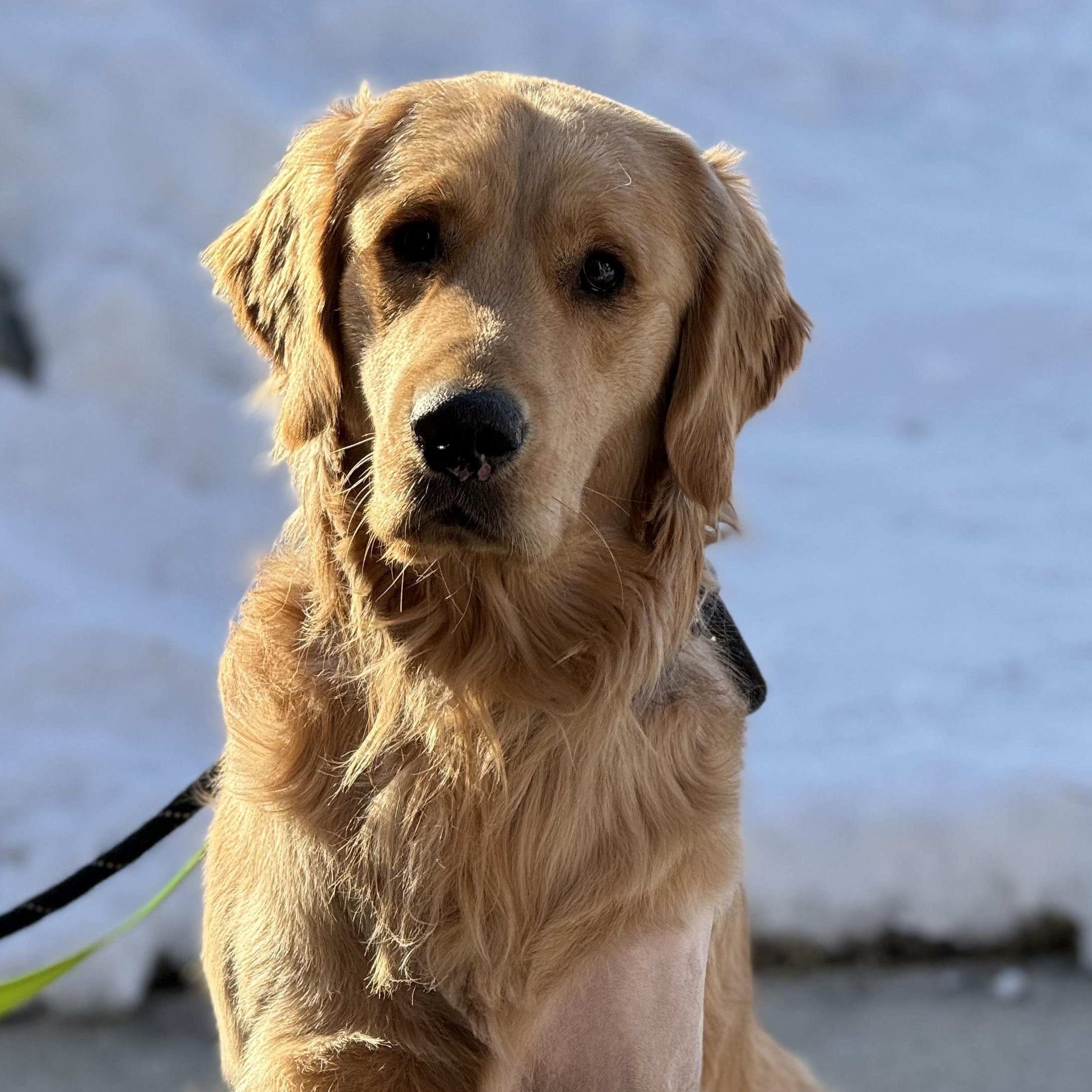 Bandit, ADOPTABLE, Adult Male Golden Retriever.