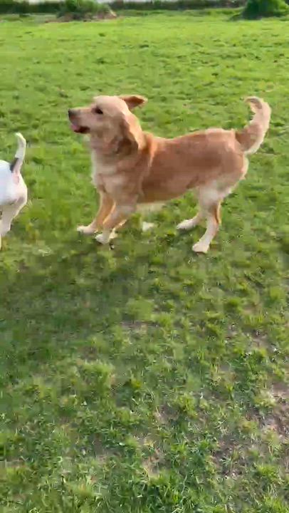 Enlarge Bandit, a ADOPTABLE Golden Retriever in Scarborough, ON video 6/6