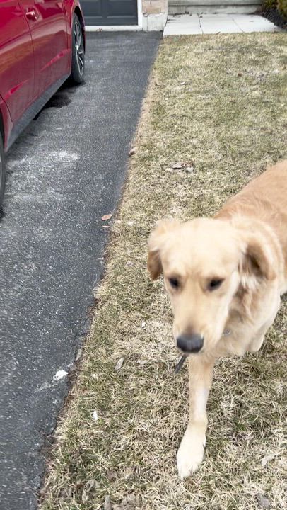 Enlarge Bandit, a ADOPTABLE Golden Retriever in Scarborough, ON video 6/6