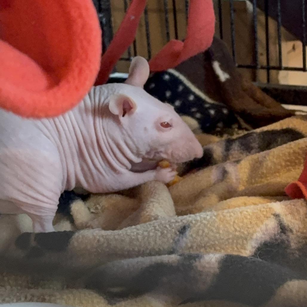 Dobby, Adopted, Adult Male Rat.